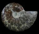Polished, Agatized Ammonite (Cleoniceras) - Madagascar #54530-1